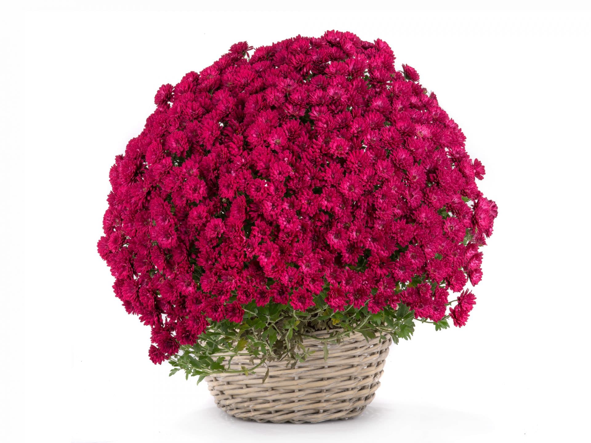 Hast du deine Chrysis schon geholt?